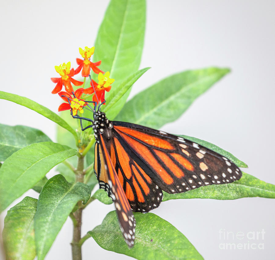 Monarch On Milkweed Flower Photograph