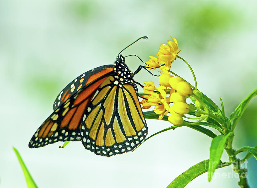 Monarch on Milkweed Photograph by Larry Nieland