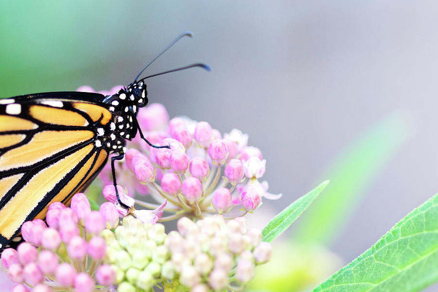 Monarch on Milkweed Photograph by Patty Colabuono