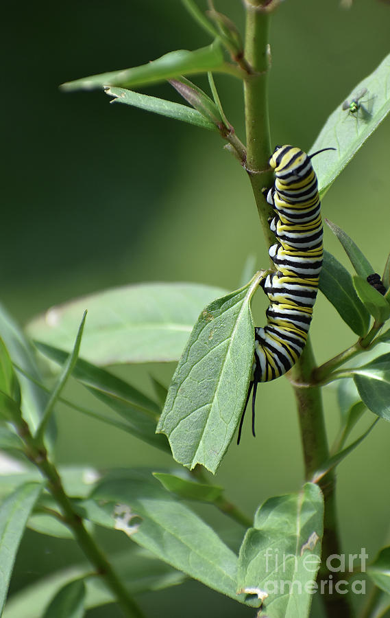 Monarch On Milkweed Photograph