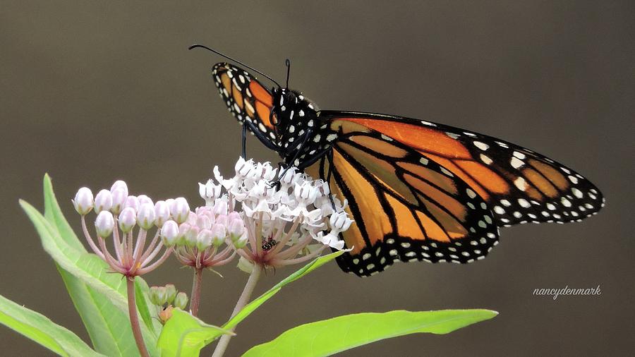 Monarch on Native Milkweed Photograph by Nancy Denmark