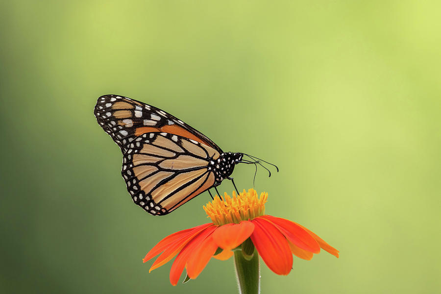 Monarch on Orange Flower Photograph by Dorothy Cunningham
