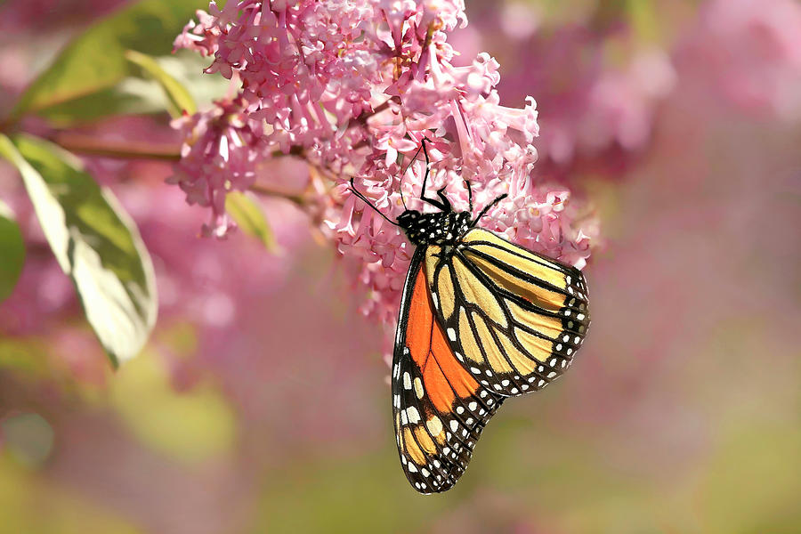 Monarch on Pink Trumpet Photograph by Donna Kennedy