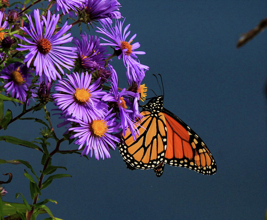 Monarch on Purple Aster 4 Photograph by David Kipp