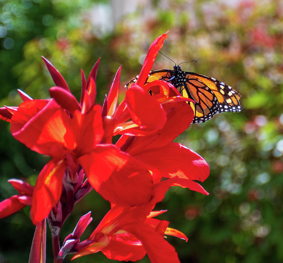 Monarch On Red Flowers Photograph