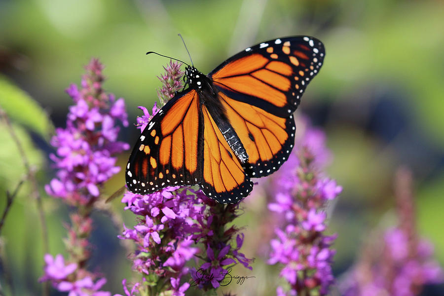 Monarch On Salvia Photograph By Sheila Briggs 