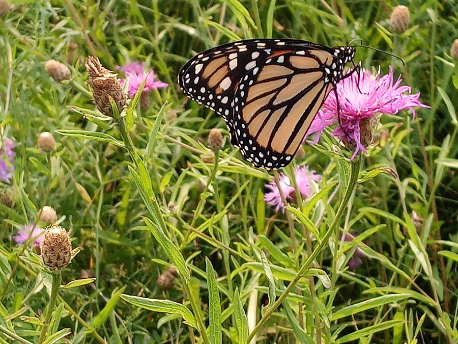 Monarch on Spotted Knapweed Photograph by Robert Nickologianis