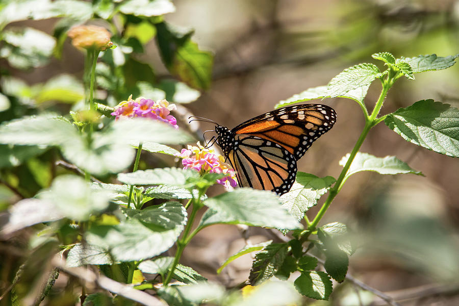 Monarch On Spring Lantana Photograph by Debra Martz
