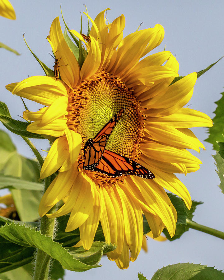 Monarch on Sunflower Photograph by Harold Rau