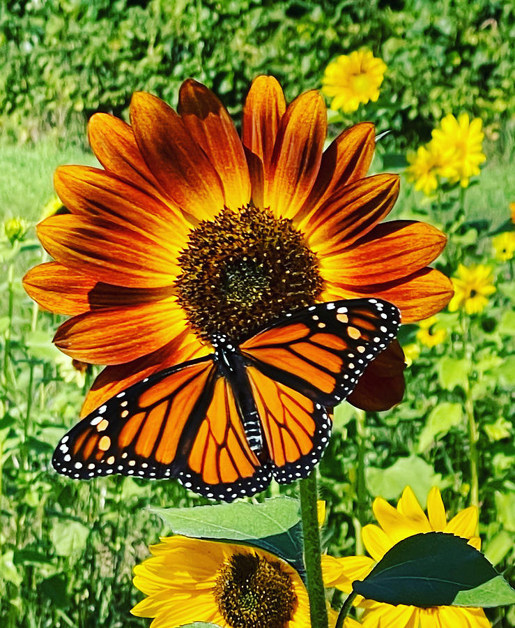 Monarch on Sunflower Photograph by Pamela Bourque - Fine Art America