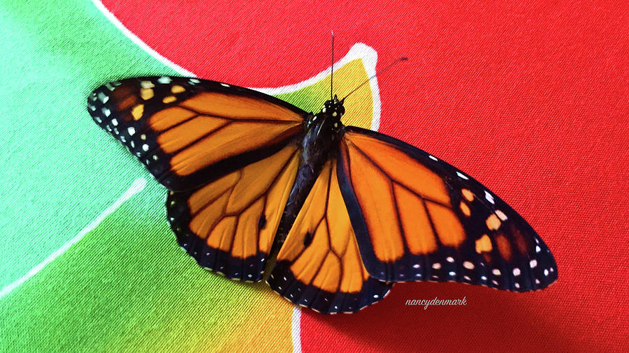 Monarch On Tapestry Photograph by Nancy Denmark