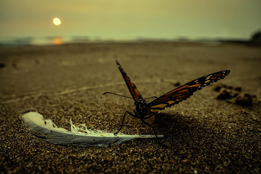 Monarch on the beach Photograph by Sven Brogren