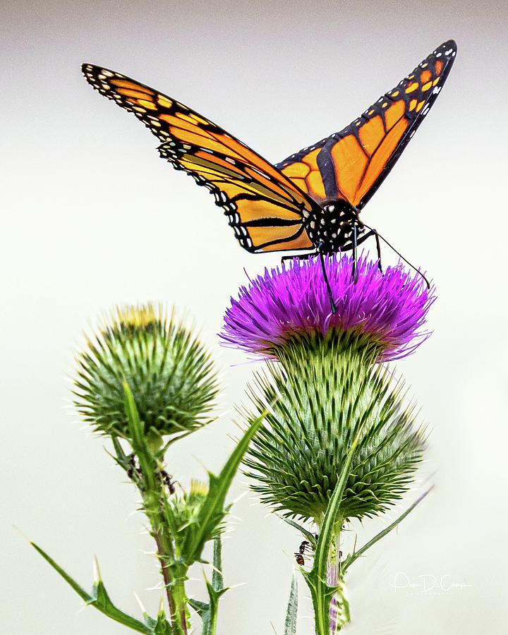 Butterfly Photograph - Monarch on Thistle #1 by Pam DeCamp