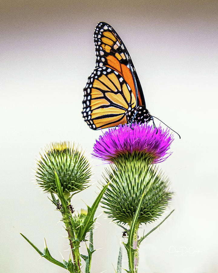 Monarch on Thistle #2 Photograph by Pam DeCamp