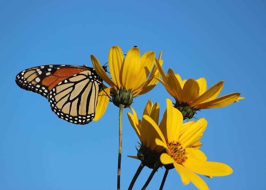 Monarch on Yellow Flower Photograph by Mary Pille