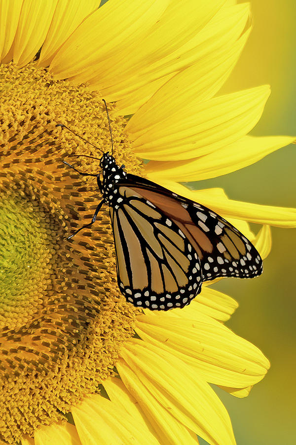 Monarch on Yellow Photograph by Jack Nevitt