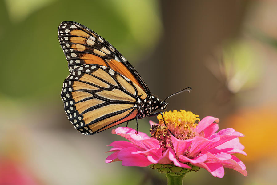 Monarch On Zinnia 2016-2 Photograph by Thomas Young