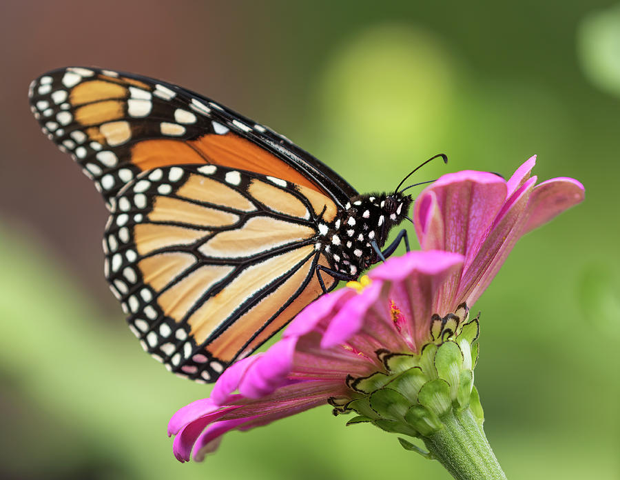 Monarch On Zinnia 2016 Photograph by Thomas Young