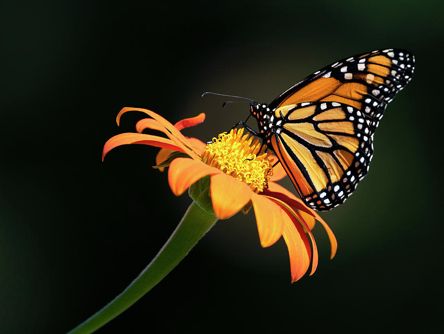 Monarch Orange Photograph by Art Cole