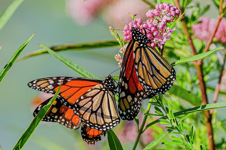 Butterfly Photograph - Monarch Pair On Swamp Milkweed by Morris Finkelstein