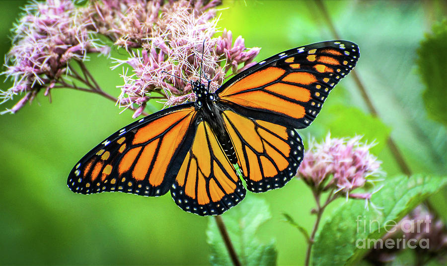 Monarch Posing Photograph by Kevin Fortier