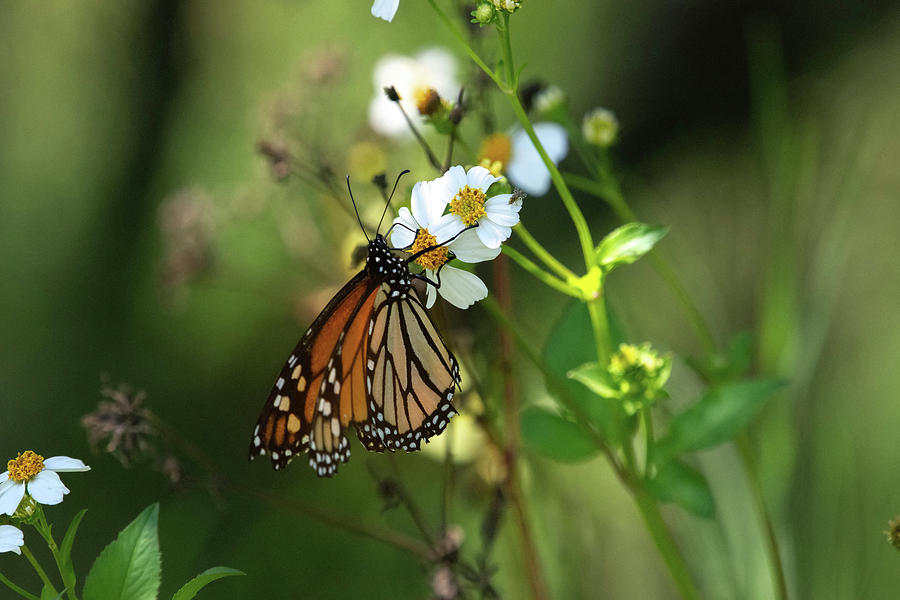 Monarch Butterfly Photograph by Rebecca Herranen
