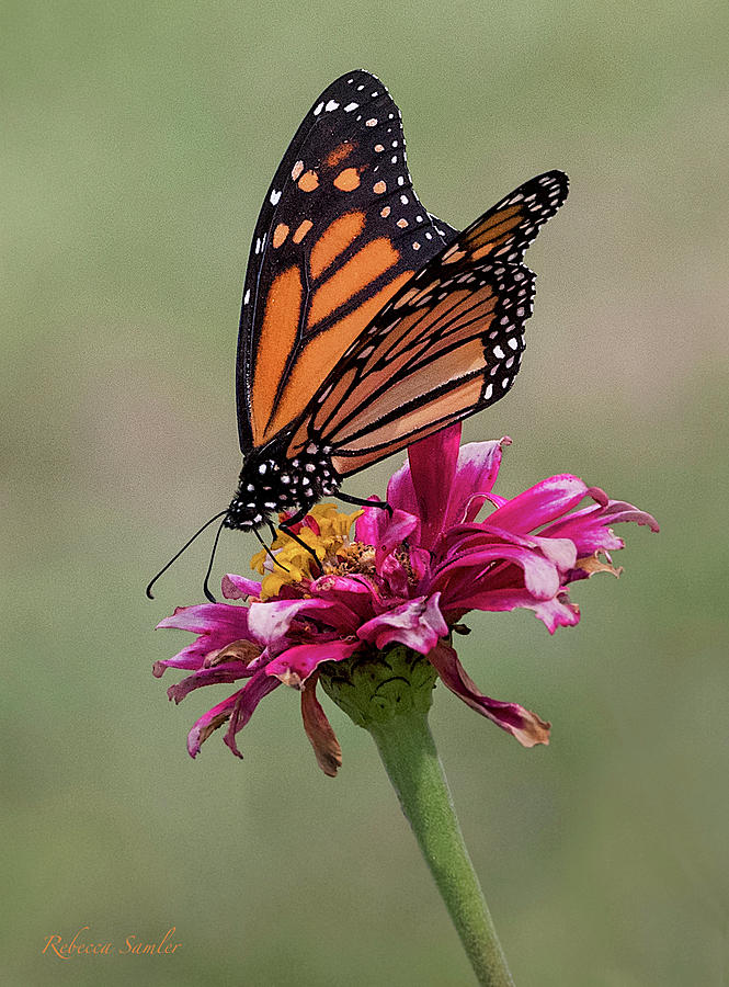 Monarch Photograph by Rebecca Samler