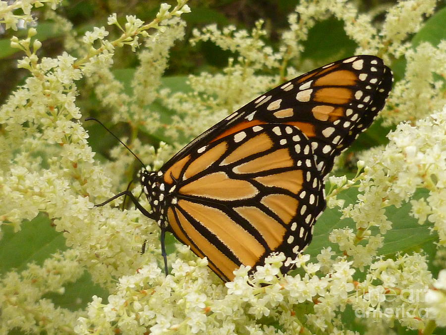 Monarch Resting on Japanese Knotweed Photograph by Lingfai Leung