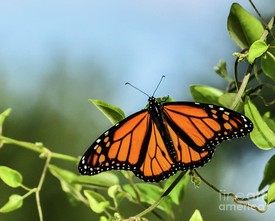 Monarch Resting On Sweet Autumn Clematis Photograph by Cindy Treger ...