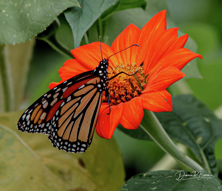 Monarch Season Photograph by Dennis Bean - Fine Art America