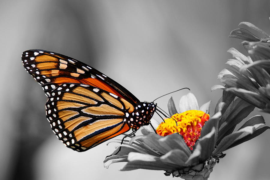Monarch Selective Photograph by Living Color Photography Lorraine Lynch
