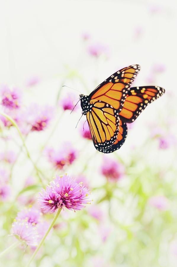 Monarch Photograph by Shannon Kelly