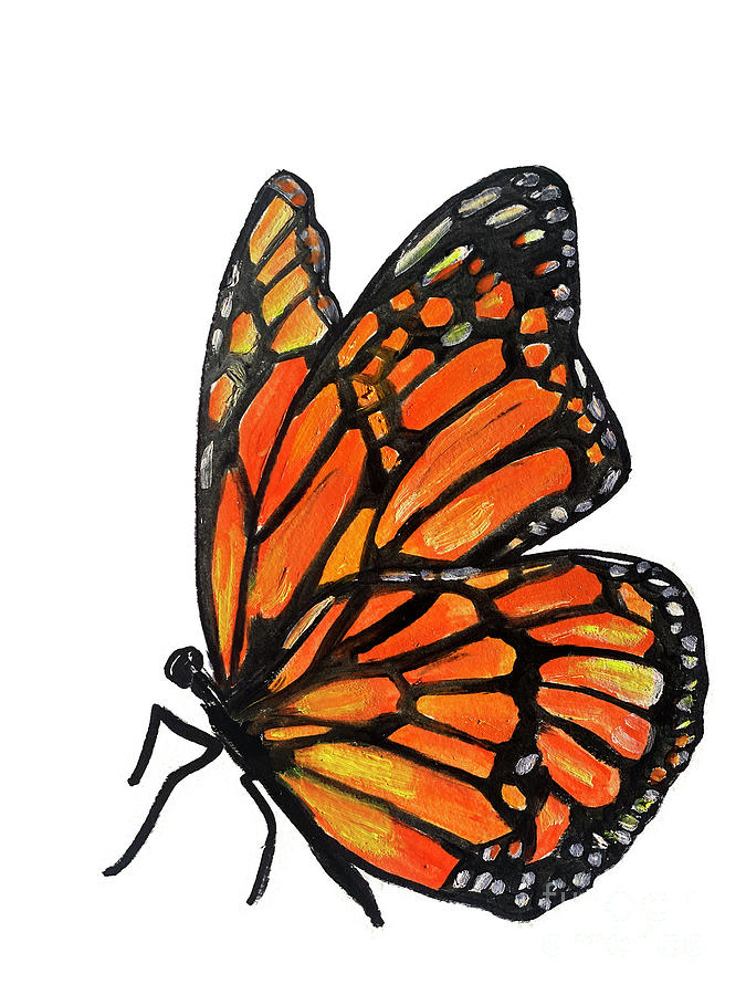 Butterfly Painting - Monarch by Shelley Myers