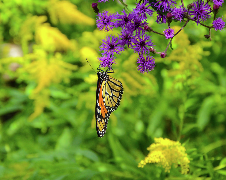 Monarch Sipping from the Ironweed Photograph by Kristin Hatt