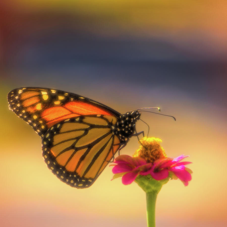 Monarch Soft Landing on a Zinnia Photograph by Jason Fink