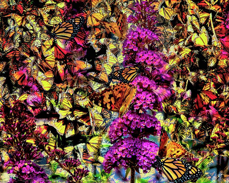Monarch Splenor Digital Art by Norman Brule