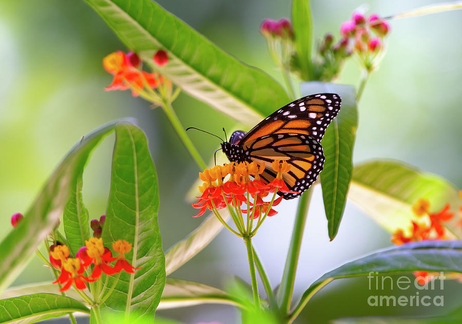 Monarch Summer Photograph by Douglas Kikendall