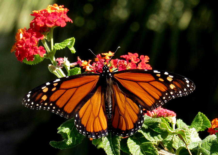 Monarch, The Royal Pollinator Photograph by Adrienne Wilson