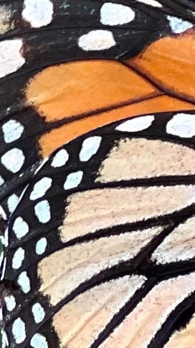 Monarch Wing 3 Photograph by AList Art Gallery