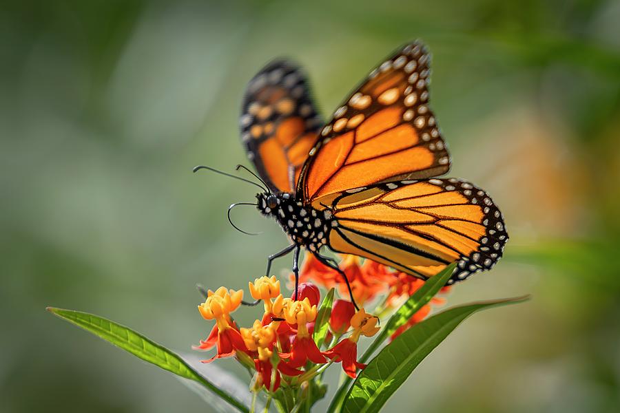 Monarch Wings Flutter Photograph by Ray Congrove