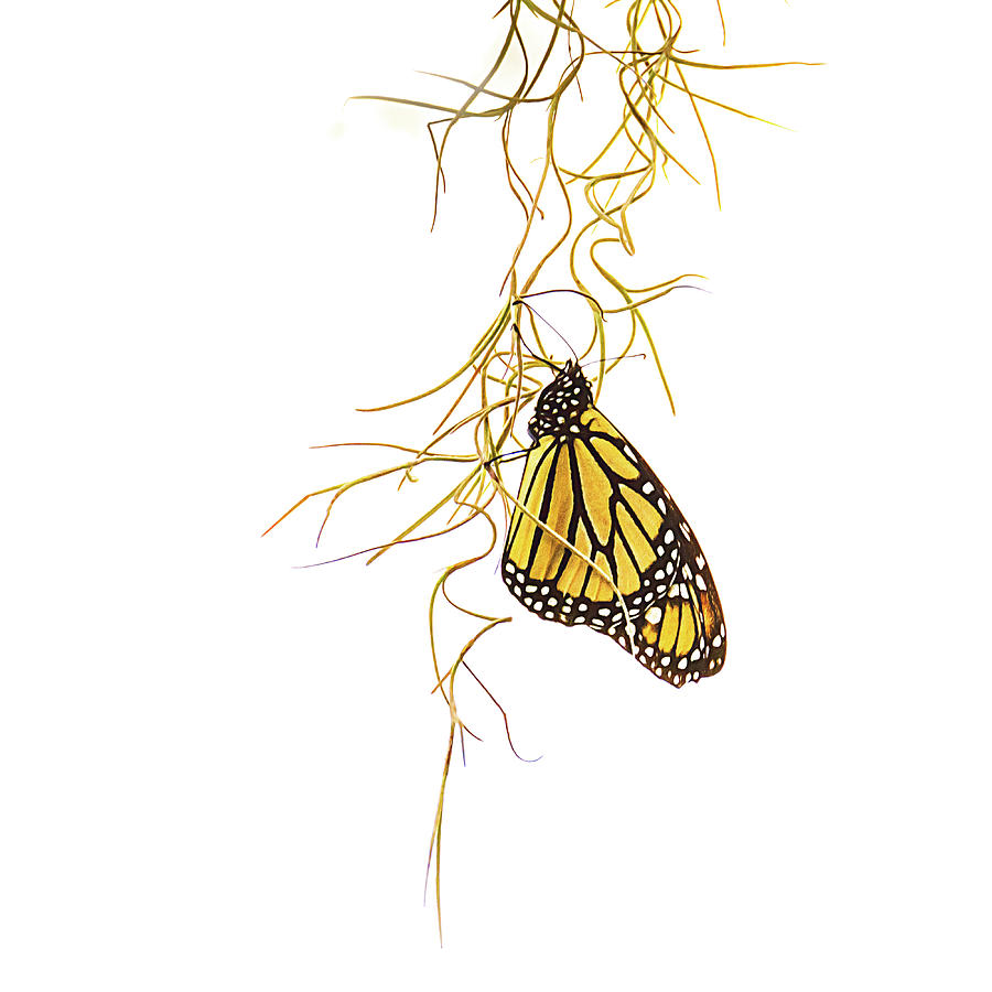 Monarch Wings Folded Photograph by Debra Martz