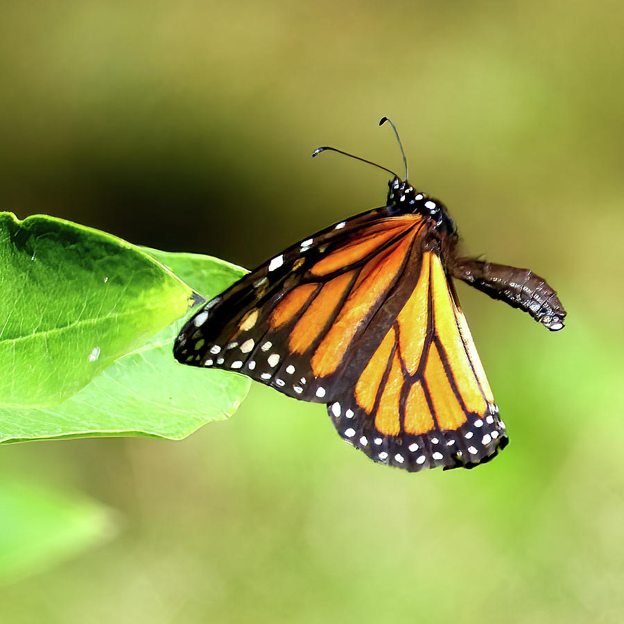 Monarch Wings Forward Photograph by Flinn Hackett