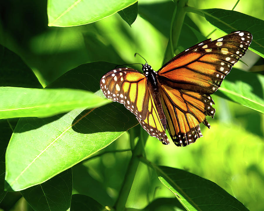 Monarch Wings Open Photograph by Flinn Hackett