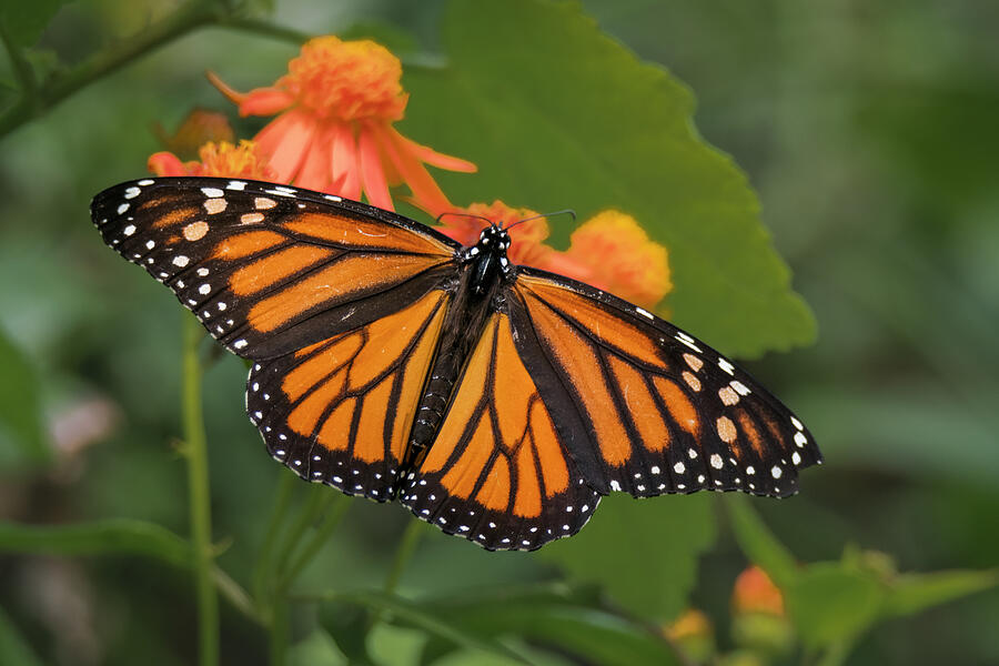 Monarch Wings Spread Wide on Mexican Flame Photograph by Debra Martz ...