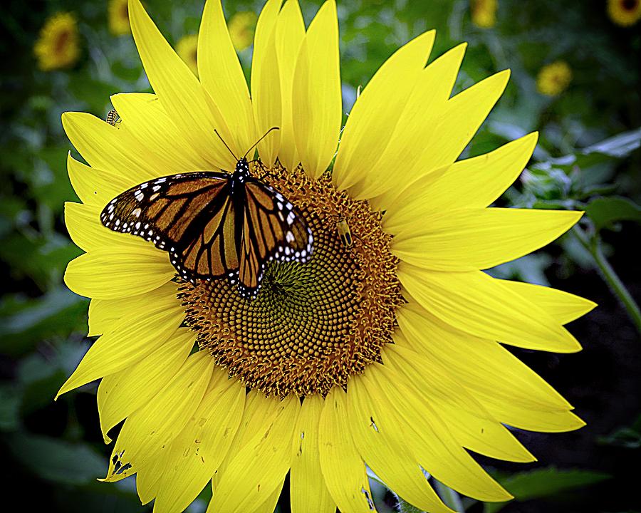 Monarchs and Sunflowers Go Together Photograph by Karen McKenzie McAdoo