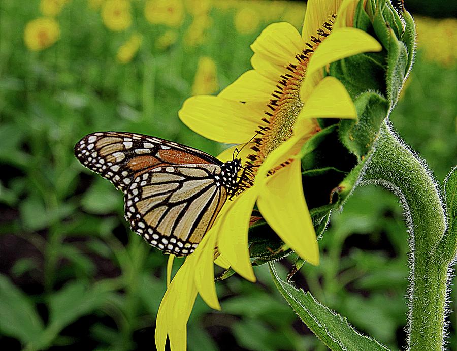 Monarchs and Sunflowers Photograph by Karen McKenzie McAdoo