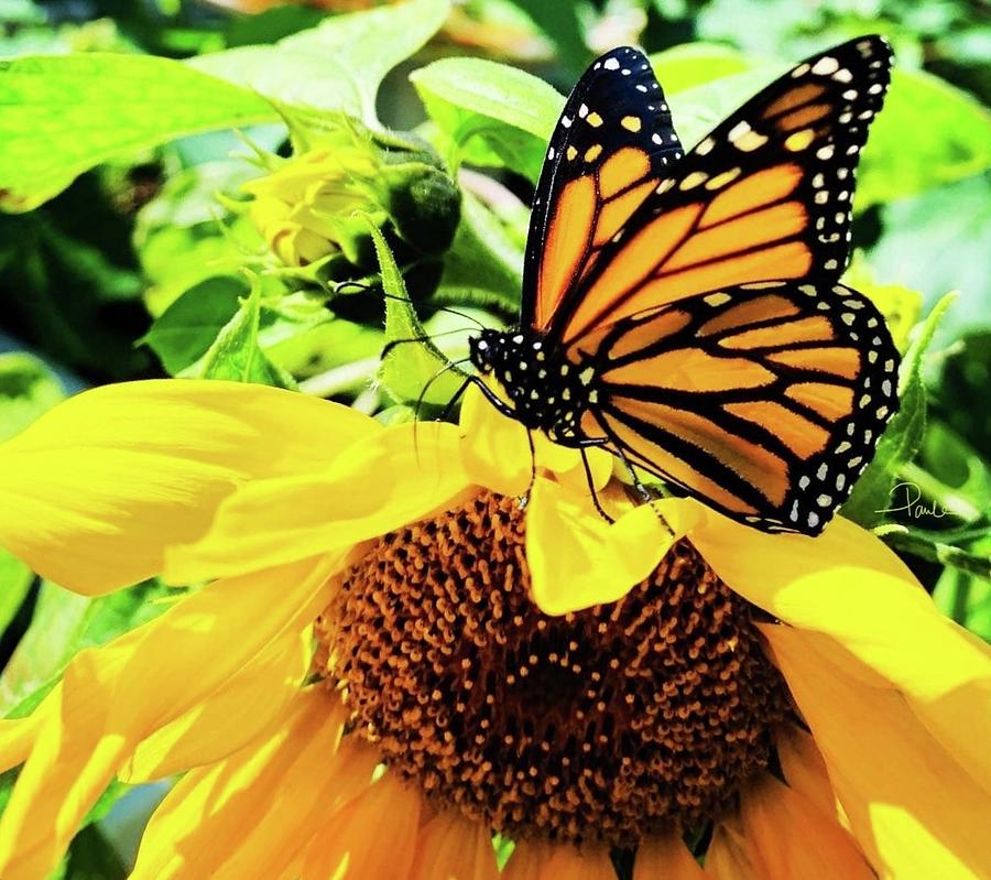 Monarchs and Sunflowers Photograph by Paula Ramsay - Fine Art America