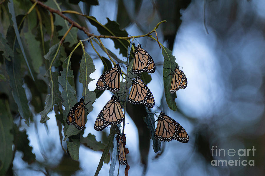 Monarchs at the Grove 8705 Photograph by Craig Corwin