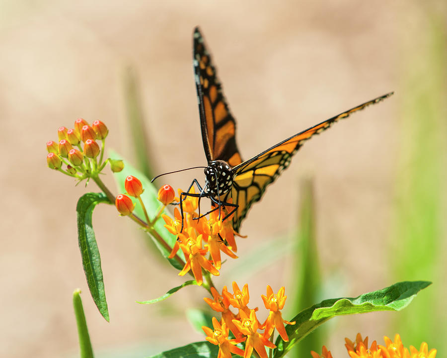 Monarchs Delight Photograph