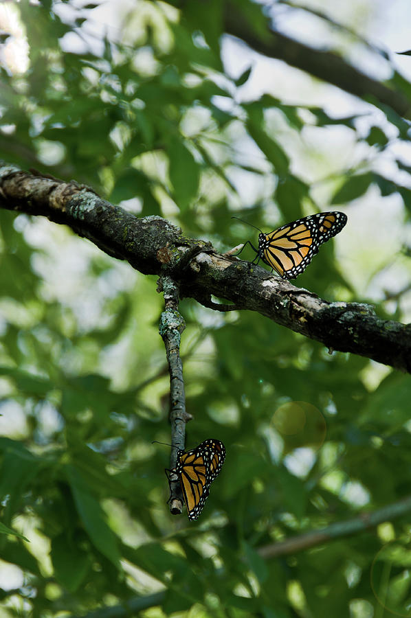 Butterfly Photograph - Monarchs by Kieffer Meridew